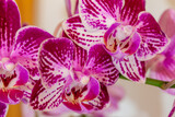 Fototapeta Storczyk - Macro indoor view of beautiful purple and white flower blossoms on a moth orchid (phalaenopsis) plant with a white background