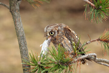 Poster - The Eurasian scops owl (Otus scops) or the European scops owl or just scops owl sitting on a branch of pine with prey - shrew. A small owl swallows a shrew on a pine branch.