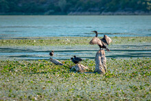Birds Nesting On Skadar Lake