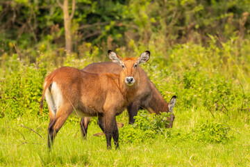 Wall Mural - female defassa waterbuck ( kobus ellipsiprymnus defassa), lake mburo national park, uganda.