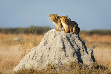 Wall Mural - Two small lion cubs standing on a large termite mound in Savuti in Botswana