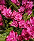 Fototapeta Tulipany - bouquet of pink roses