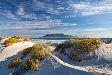 Scenic View Of Table Mountain In Cape Town South Africa From Blouberg Strand With Spring Flowers