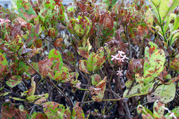 Needle flower plant that is suffering from disease.Ixora