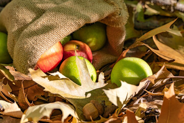 Wall Mural - Red and green apples fall out of the bag onto the autumn leaves.