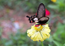 Yellow Beautiful Zinnia Flower With Red Black Butterfly With Natural Green Bokeh Leaves Bouquet Background In The Spring, The Botanical Garden, Plant Of The Sunflower Tribe Within The Daisy Family.