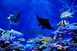 Manta ray dancing with tropical marine fish such as whale shark and anglefish in beautiful coral reef