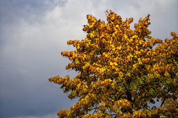 Canvas Print - autumn leaves against blue sky