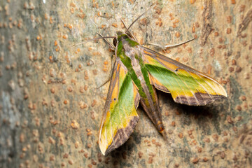 Closeup moth  on tree trunk. Macro shot insect.