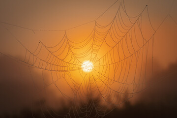 beautiful sunset view of spider web with dew drops with orange sky at background in the morning
