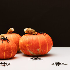 Wall Mural - Halloween holiday concept. Pumpkin, spider, halloween decorations on black background. Front view, copy space