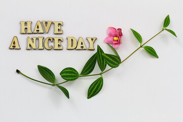 Poster - Have a nice day written with wooden letters on white background, green leaves and pink rose
