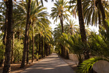 Fototapeta Las - Empty road surrounded by many date palms at sunset in the city of Elche, Alicante, Spain. Green palm garden. World Heritage.