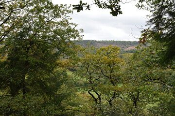 tree in autumn