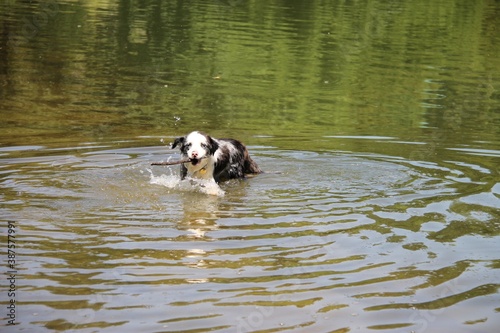 Fotomural Blue merle border collie dog playing in water fetching a stick