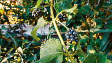 Organic Unripe Fresh Blackberries On A Branch And Blurred Green Leaves