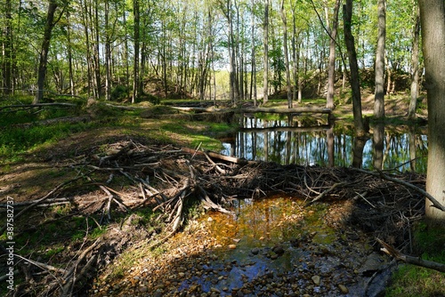Fotografía View of a beaver habitat with dams, ponds and trees at the Plainsboro Preserve i