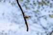 Mały ptak kowalik zwyczajny Sitta europaea na gałęzi, zwinny i wysportowany