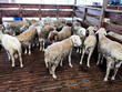 sheep in the slaughterhouse