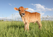 Baby Cow Standing In Field Of Long Grass