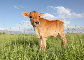 baby cow standing in field of long grass