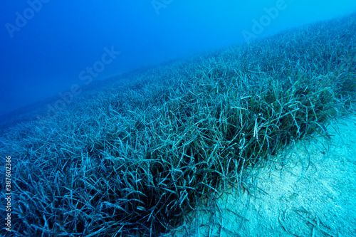 Fotografía Neptune grass beds, Posidonia oceanica, on a steep slope, 30 meters Gokova Bay Turkey