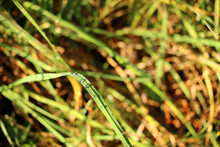 Water Drops On A Blade Of Green Grass. In The Background, Fuzzy Other Blades Of Green And Yellow Grass.
