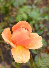 Wall Mural - Peach-orange rose with raindrops among greenery on a bush in a park in autumn, selective focus, vertical orientation.