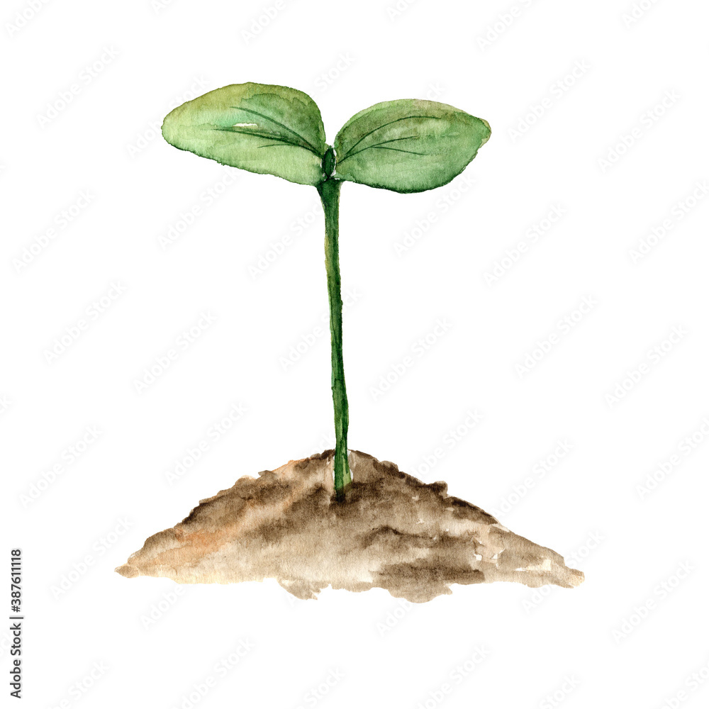 A young green plant growing from the ground. Botanical illustration of a  young plant painted in watercolor on a white background. Stock Illustration  | Adobe Stock