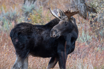 Wall Mural - Portrait of young bull moose