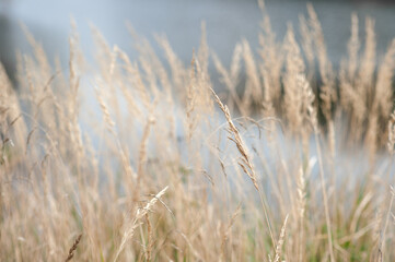 Naklejka na meble beige grass natural background
