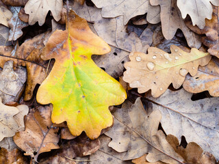 Wall Mural - top view of wet colorful fallen oak leaf close up at meadow in forest on rainy autumn day