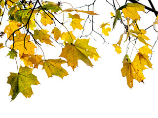 Wall Mural - natural branch of maple tree with wet yellow and green leaves cut out on white background