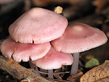 A Troop Of Large Pink Mushrooms