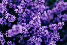 Close Up Of Lavender Flowers