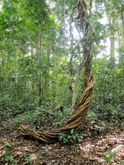 Tree roots in the African bush