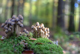 Fototapeta Tulipany - Mushrooms in autumn in the forest