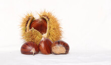 Chestnuts Isolated For Background