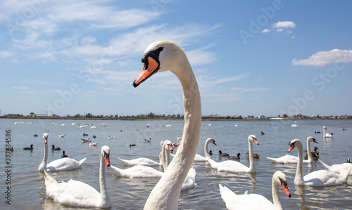 Fotomural White swan closes. Swan on the background of a flock of swans