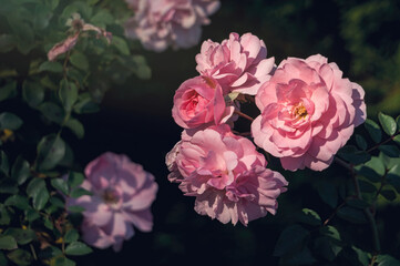 Sticker - Delicate flower of a autumn English tea rose in the garden	