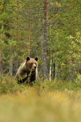 Wall Mural - wild brown bear in the taiga environment, forest background