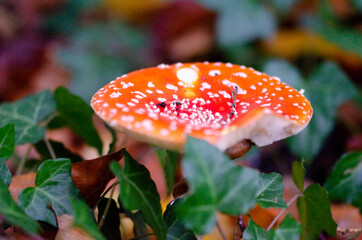 not eatable red agaric fly mushroom in the forest