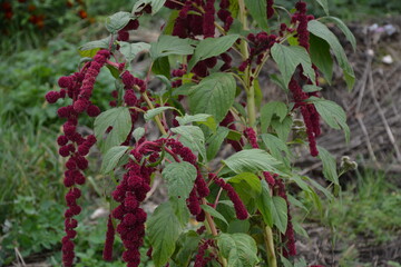 Wall Mural - Amaranth is cultivated as leaf vegetables, cereals and ornamental plants .