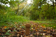 Wild Mushroom In The Middle Of Trekking Path Inside Forest Covered With Autumn Trees Red Yellow Leaves On The Ground