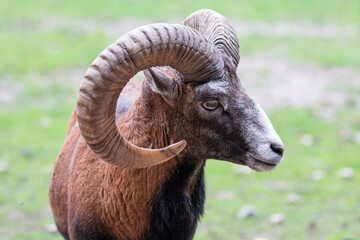 European mouflon (in german Europäischer Mufflon) Ovis gmelini musimon, Ovis orientalis musimon, Ovis aries musimon