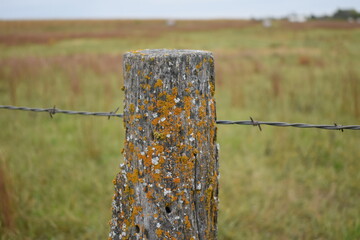 Sticker - Mossy Fence Post