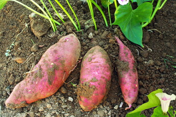 Wall Mural - red purple sweet potato Ipomoea batatas growing with plant iin garden