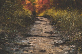 Fototapeta Sawanna - Scenic view of forest path from a low angle on a colourful autumn 