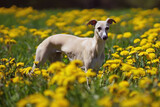 Fototapeta Konie - Young fawn and white Whippet dog standing outdoors in a green grass with yellow dandelion flowers in spring