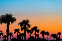 Silhouette Of Palm Trees And Leaves In Sky In Siesta Key, Sarasota, Florida With Orange Blue Colors At Beach Parking Lot